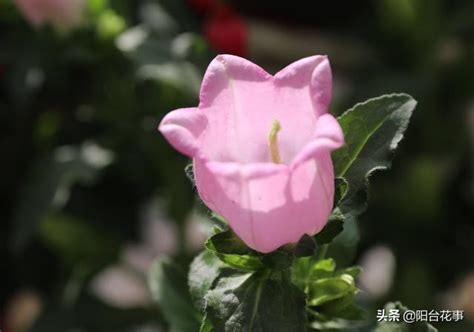 雞蛋花風水陽台|【雞蛋花 陽台】陽台必備10種花草 